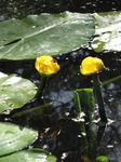 SX06297 yellow water-lily (Nuphar lutea).jpg